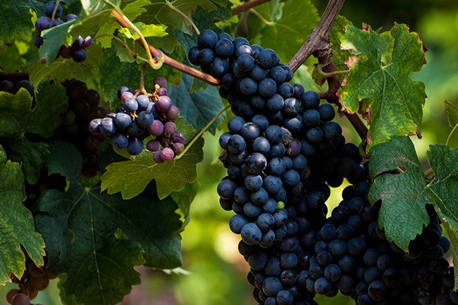 Come facciamo il vino all agriturismo Tasinato a Padova