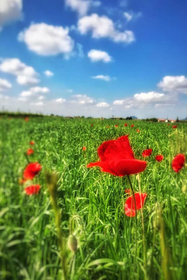 Escursioni a Padova - Agriturismo Cantina Tasinato