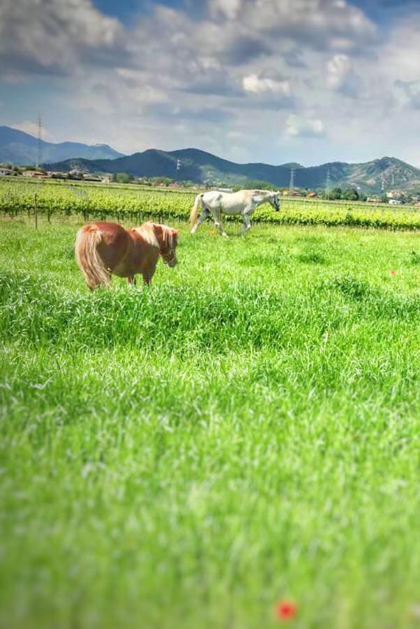 Escursioni a Padova - Agriturismo Cantina Tasinato